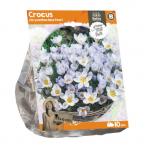 Baltus Crocus Chrysanthus Blue Pearl bloembollen per 10 stuks